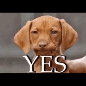 Meet your Posher, Tj